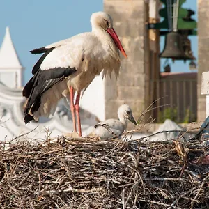 Stork Olhão