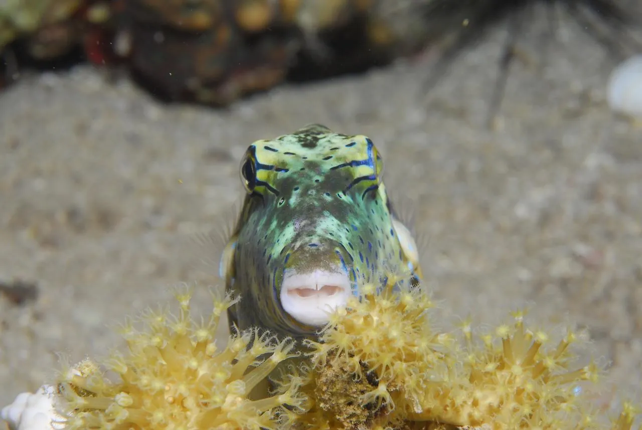 Nocleg ze śniadaniem Aqaba Adventure Divers Resort & Dive Center